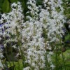 Tiarella Cordifolia - Abriachan Nurseries